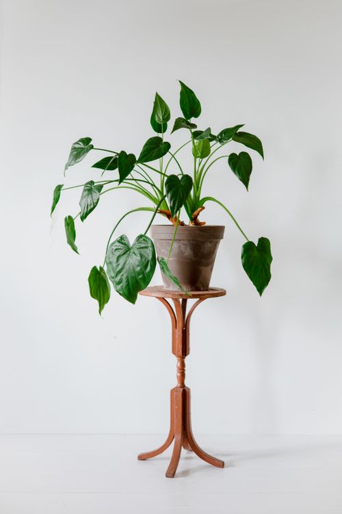Free Alocasia plant in clay pot on classic wooden table, perfect for modern home decor. Stock Photo