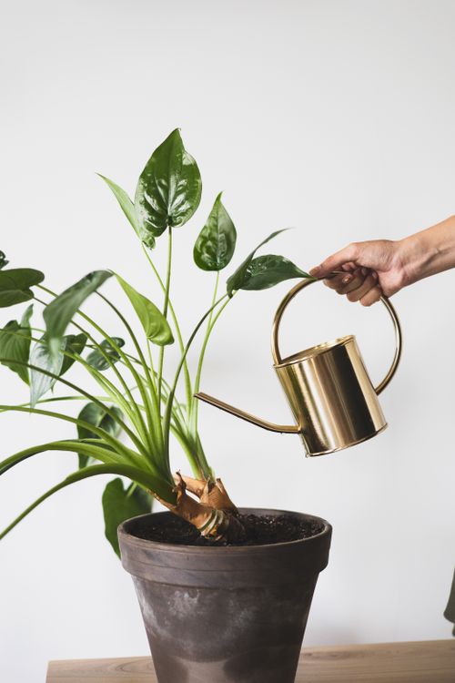 Free A lush green houseplant is being watered with a golden metal watering can. Stock Photo