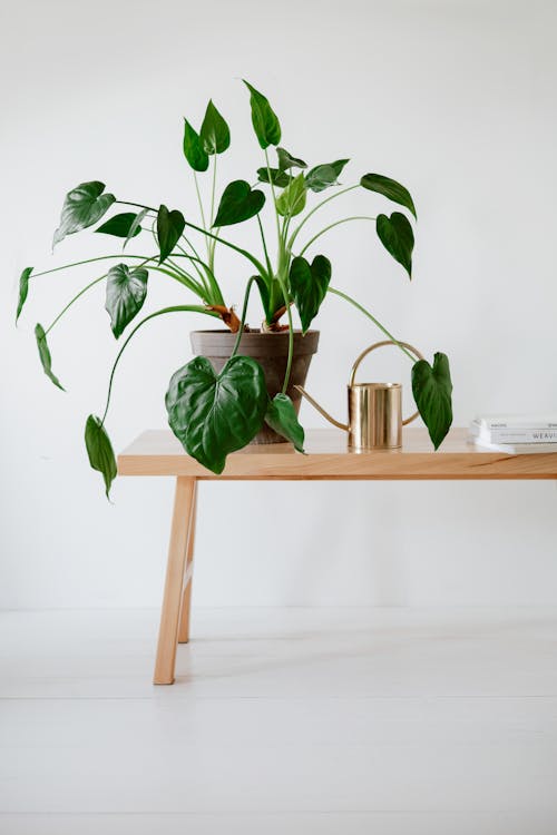 A Watering Can Besides a Potted Plant 