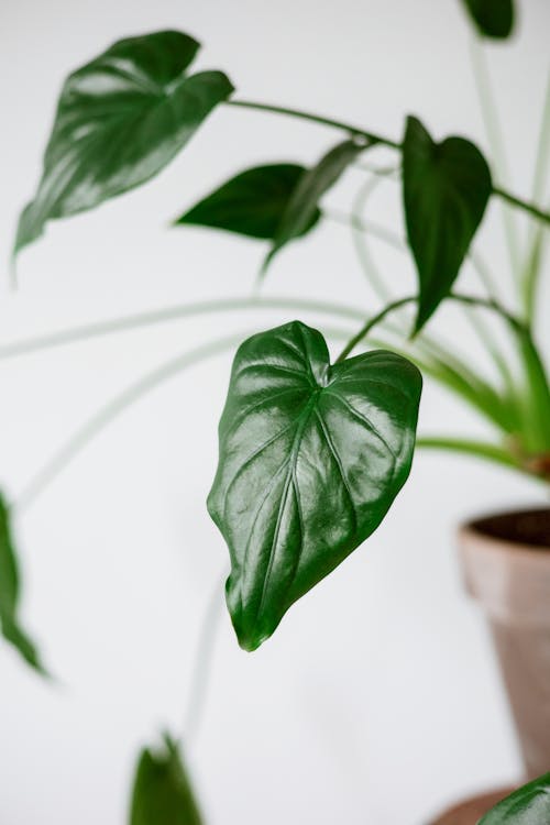 Gratis lagerfoto af Fingerphilodendron, Grøn plante, grønne blade