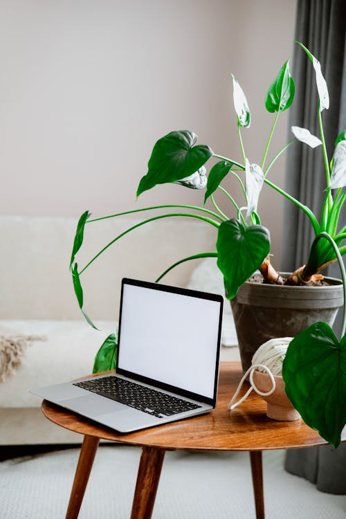 Free A Laptop Beside a Plant  Stock Photo