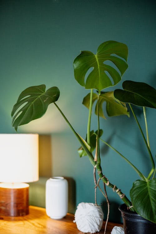 Free Large Green Leaves of an Indoor Plant Stock Photo