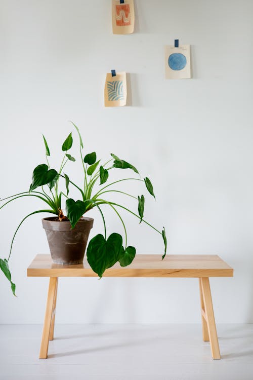 Free an Indoor Plant over a Brown Wooden Bench Stock Photo