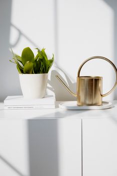 Sleek gold watering can and lush green plant in a modern interior setting.