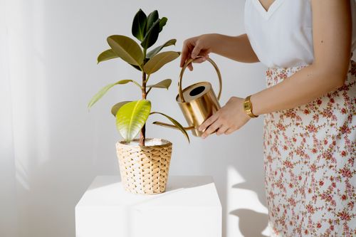 Free A woman in a floral skirt waters a potted plant with a golden can indoors. Stock Photo