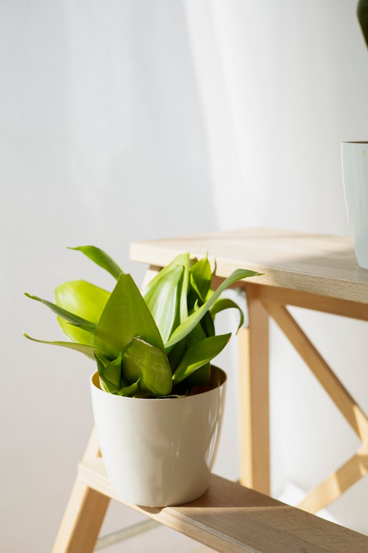 Green Plant In White Ceramic Pot 