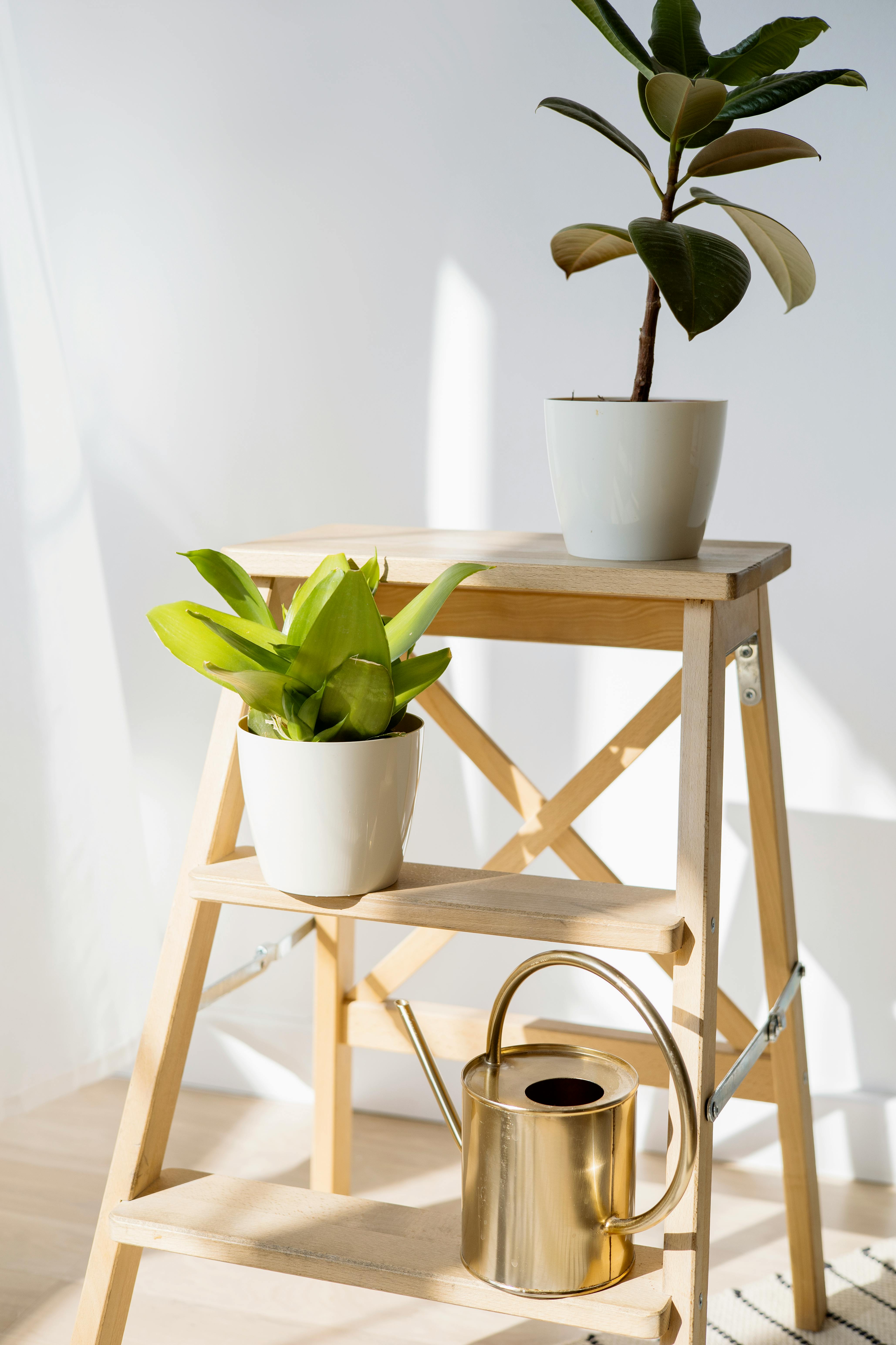 indoor plants on a wooden utility ladder