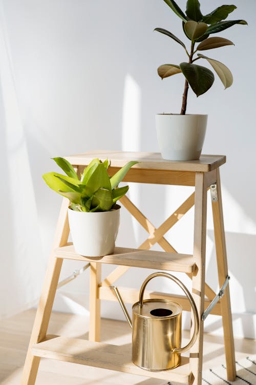 Foto profissional grátis de em vaso, escada de madeira, estantes
