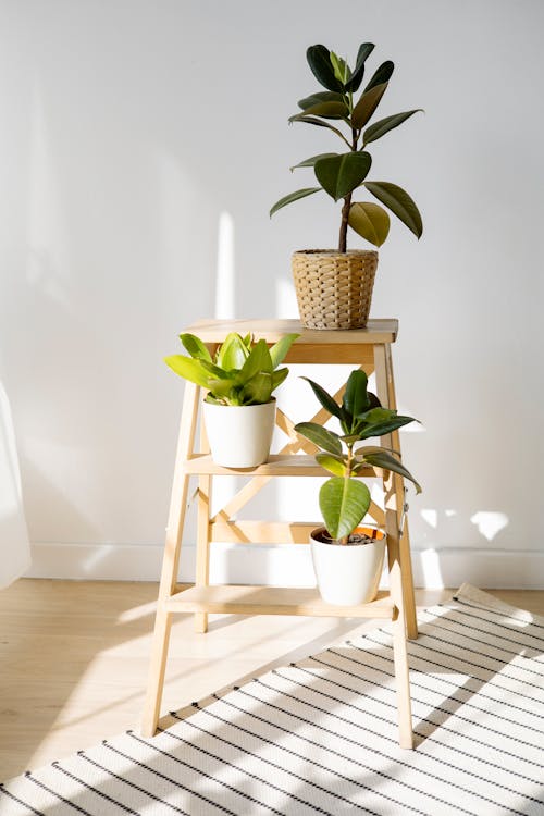 Free Potted Plants on a Stepladder Stock Photo