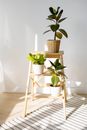 Potted Plants on a Stepladder