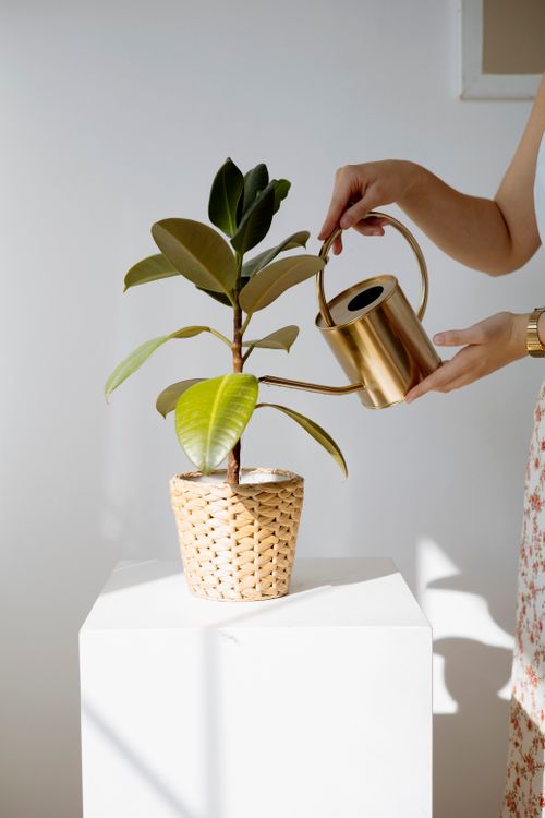 Free A close-up of a woman watering a Fiddle Leaf Fig in a woven pot with a brass watering can. Stock Photo