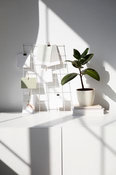 Bright minimalist interior featuring a potted rubber plant and modern wall art casting artistic shadows.