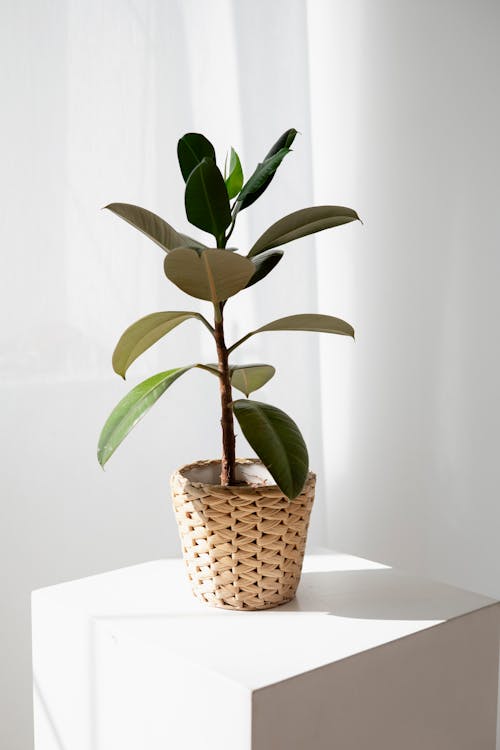 Green Plant on Brown Pot