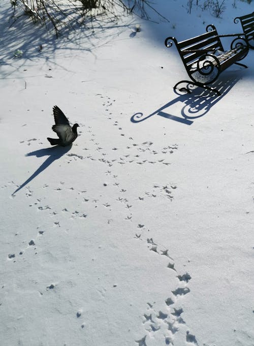 Free A Bird on the Snow Covered Ground Stock Photo