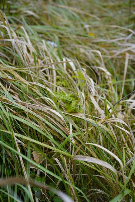 Detailed view of dried grass blades in a field, showcasing nature's texture.