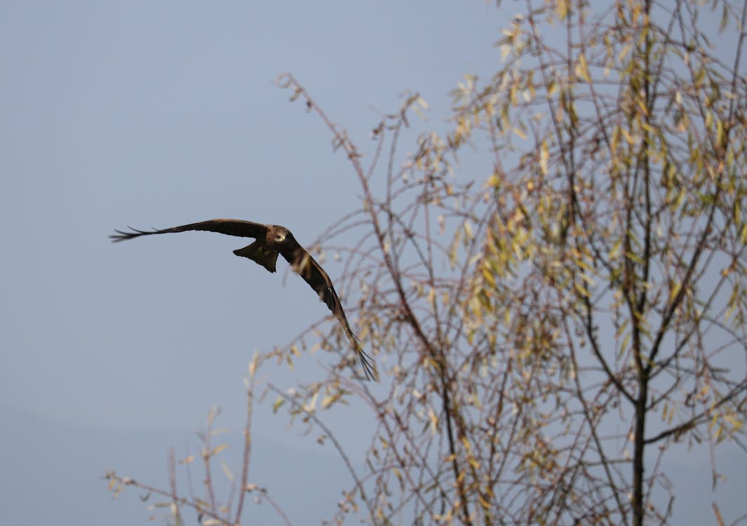 Free stock photo of black kite