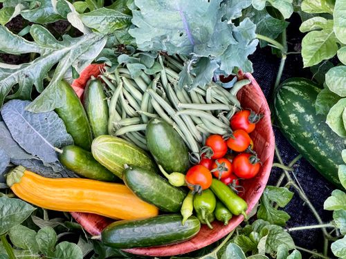 Free A colorful assortment of fresh vegetables in a basket from a Palm Coast garden, showcasing healthy produce. Stock Photo