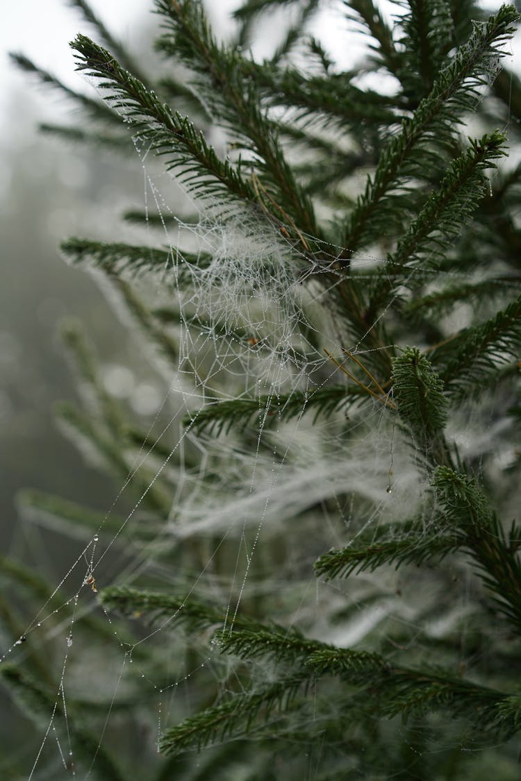 Green Plant With Spider Web