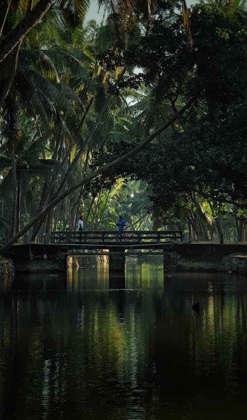 Gratis lagerfoto af botanisk have, bro, broer