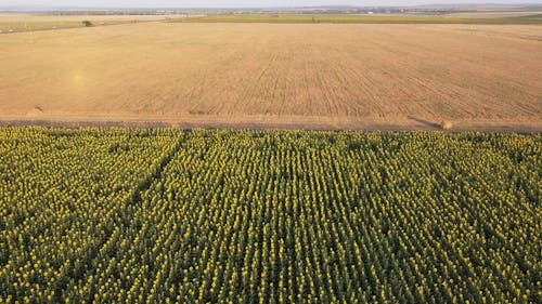 Brown Cropland Beside a Flower Field 