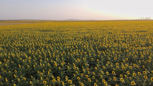 Foto profissional grátis de campo de flores, campo de girassol, cênico