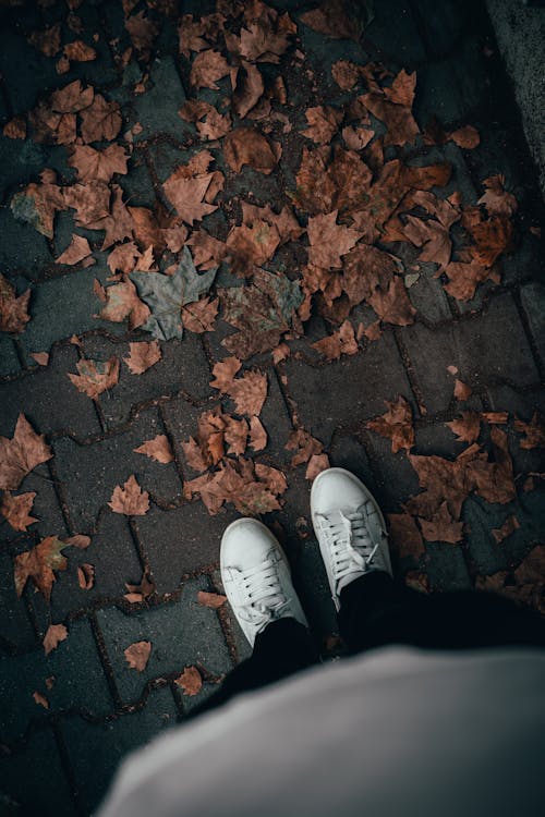 Free Person Wearing White Sneakers Standing on Brown Dried Leaves Stock Photo