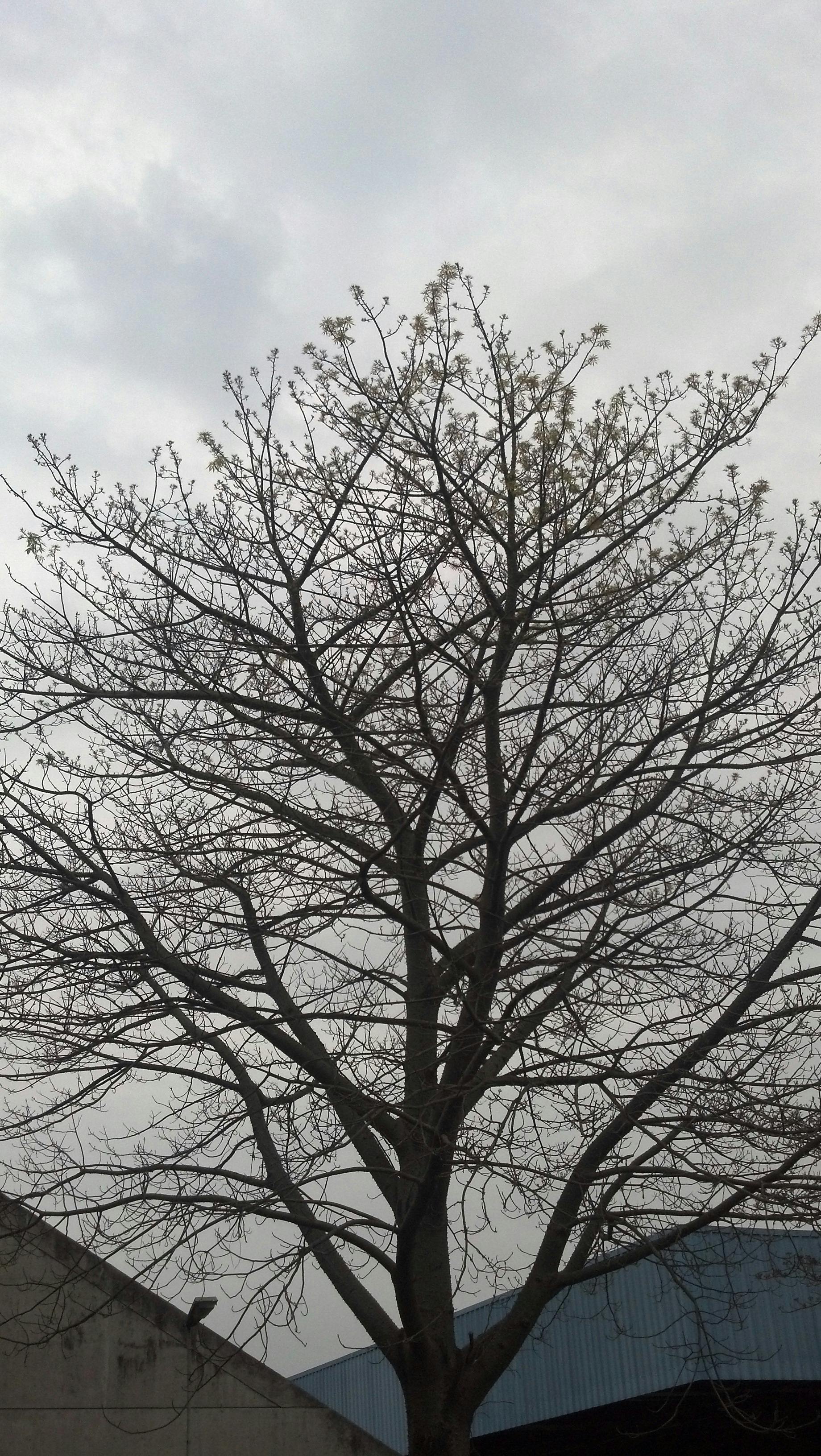 A leafless tree branches spread against a cloudy white sky.