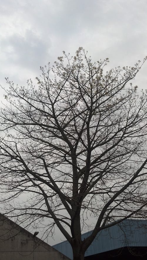 Fotobanka s bezplatnými fotkami na tému bezlistý, biela obloha, strom
