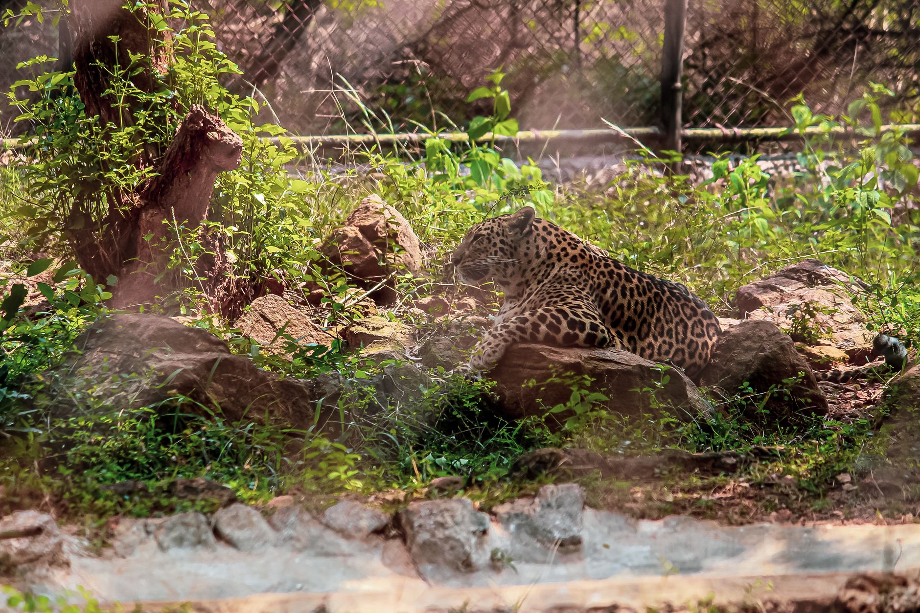 A leopard with distinctive spots rests amidst lush vegetation and rocks in a natural setting.