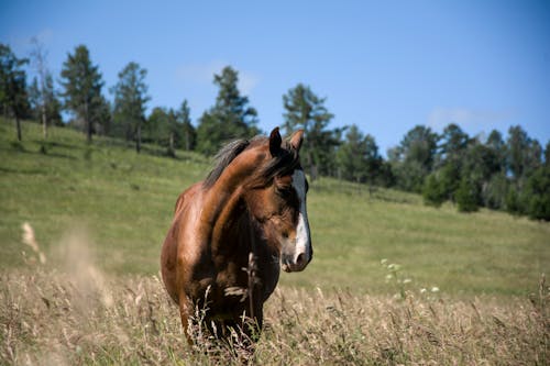 Gratuit Photos gratuites de animal, bétail, cheval Photos