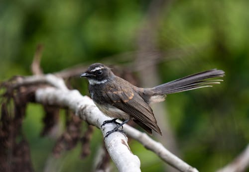 Brown and Black Bird on Tree Branch