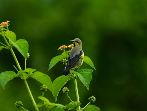 A Purple Sunbird on a Perched Plant