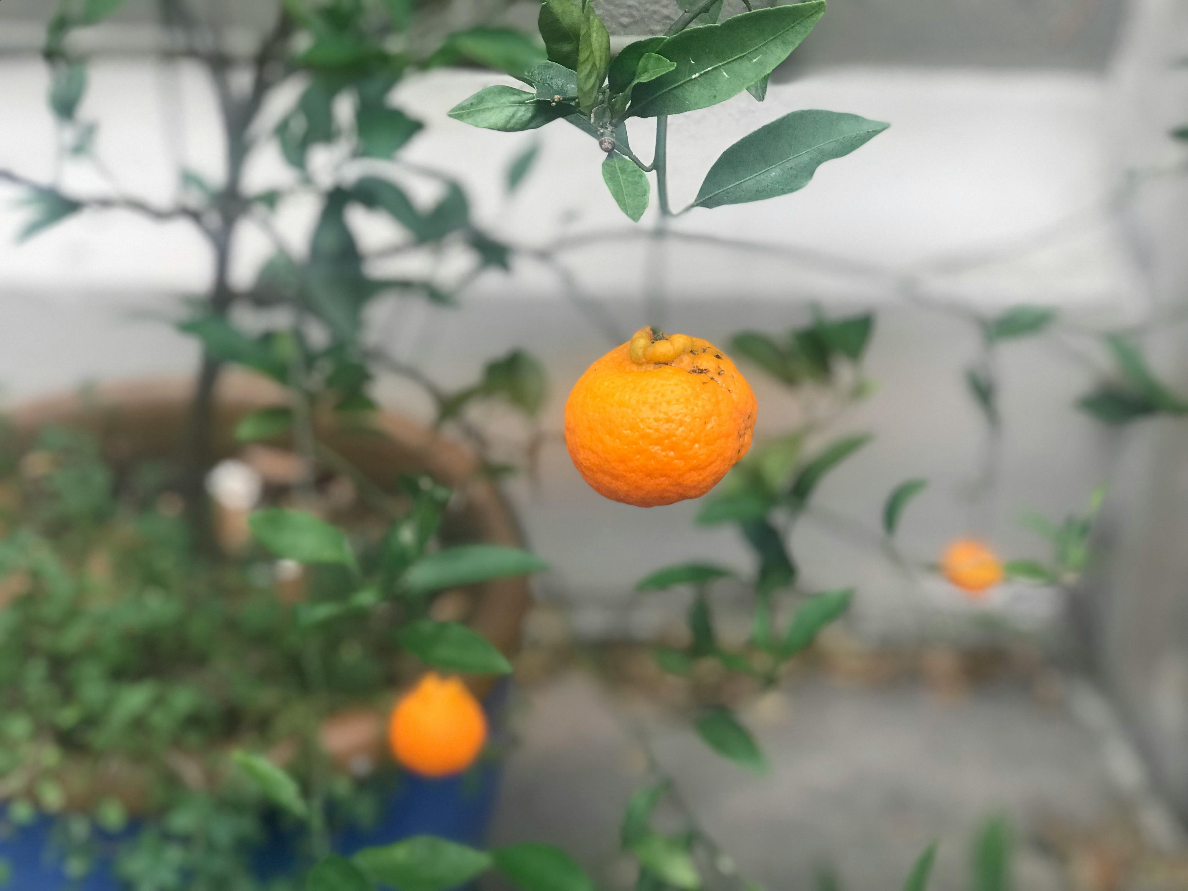 Free stock photo of fruit tree, potted, tangerines