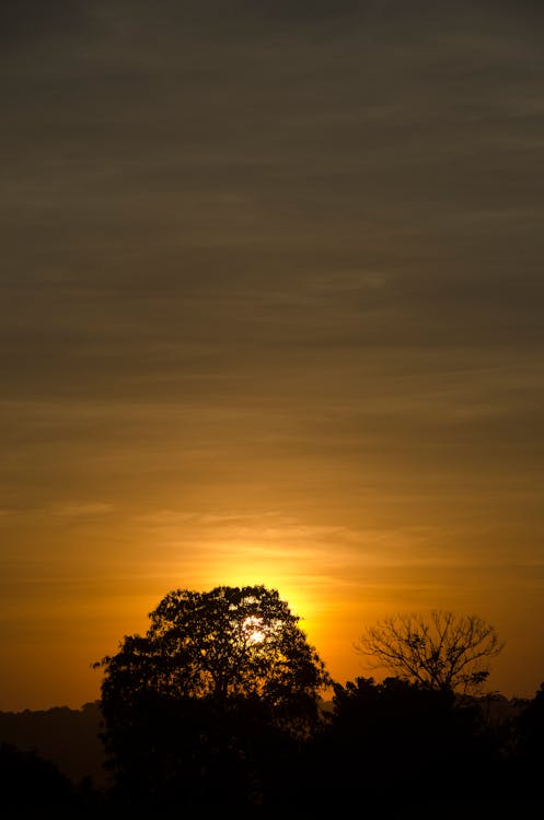 Ücretsiz Gün Batımı Sırasında Turuncu Güneşe Karşı Ağaçlar Silüeti Stok Fotoğraflar