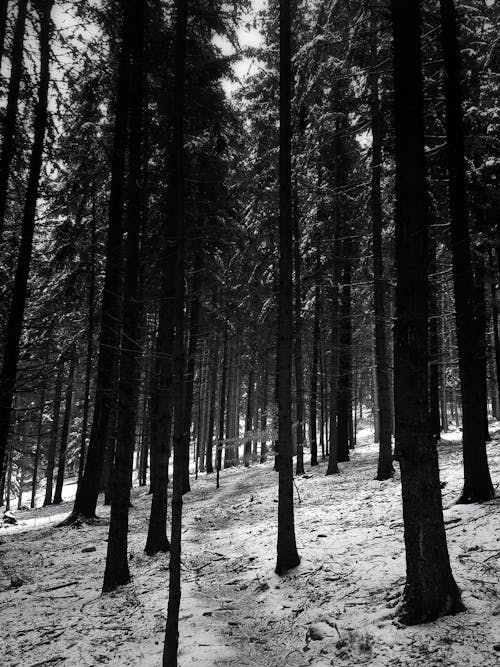 Fotos de stock gratuitas de arboles, blanco y negro, bosque