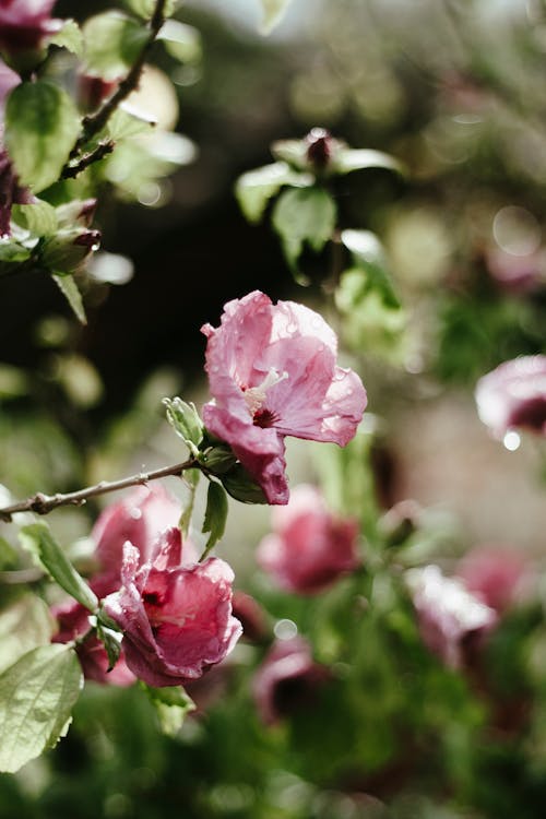 Pink Flower in Tilt Shift Lens
