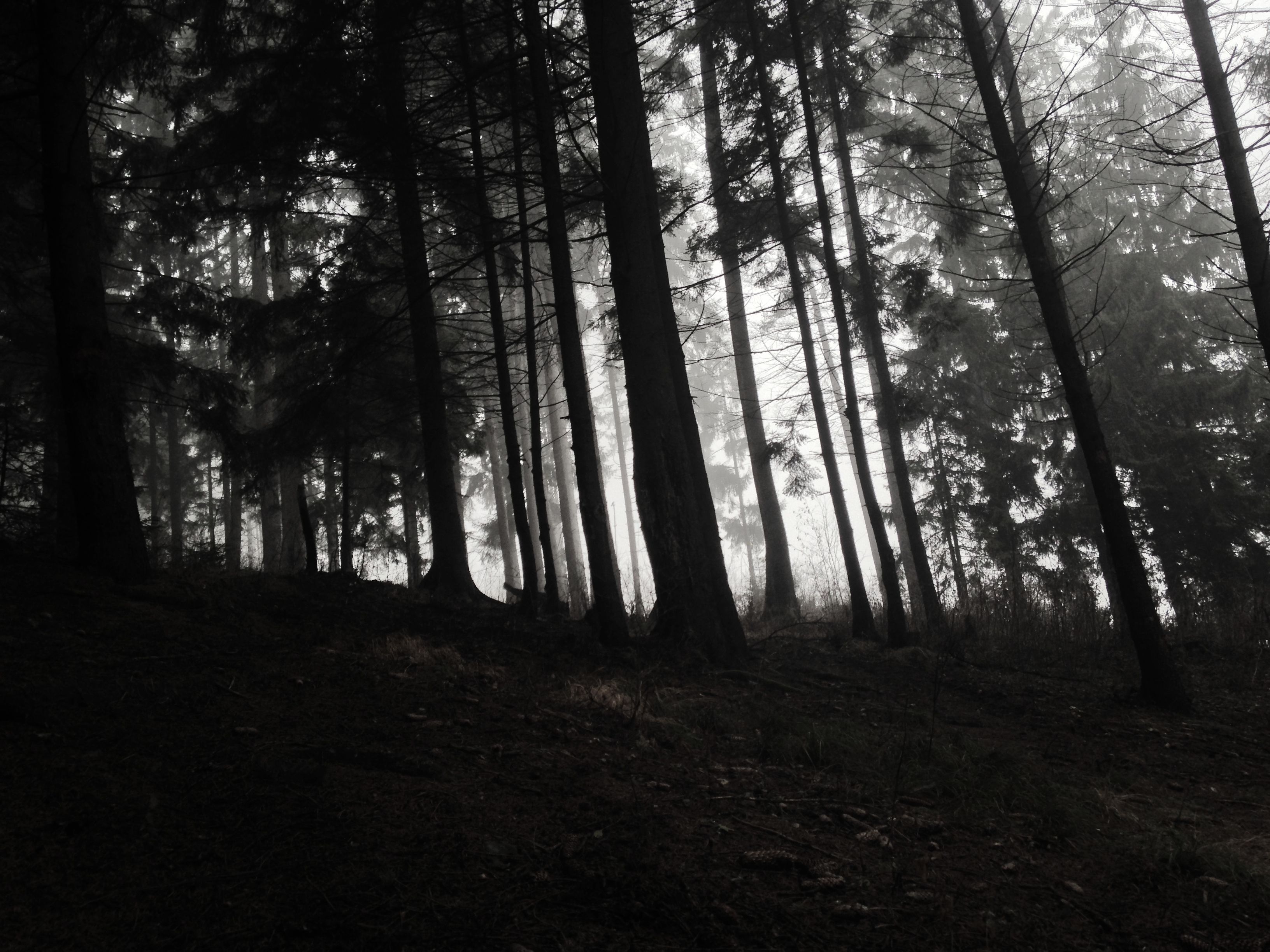 Dichter Wald mit Nebel