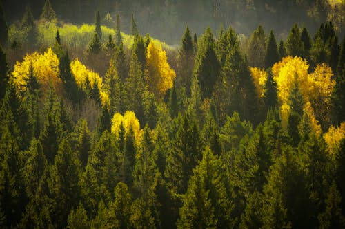 Gratis lagerfoto af droneoptagelse, efterår, gule blade
