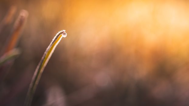 Close-up of a frosty dewdrop on grass during sunrise, capturing serene winter beauty.