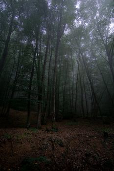 Atmospheric fog envelops a serene forest landscape, emphasizing vertical trunks.