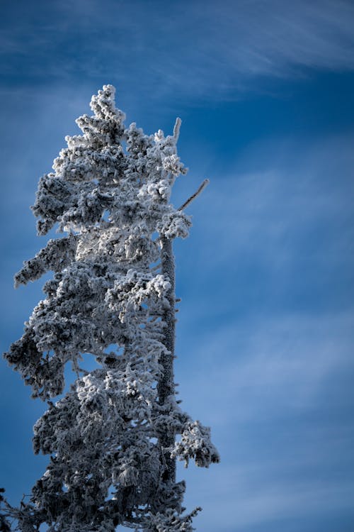 Gratis Fotos de stock gratuitas de árbol, brillante, cielo azul Foto de stock
