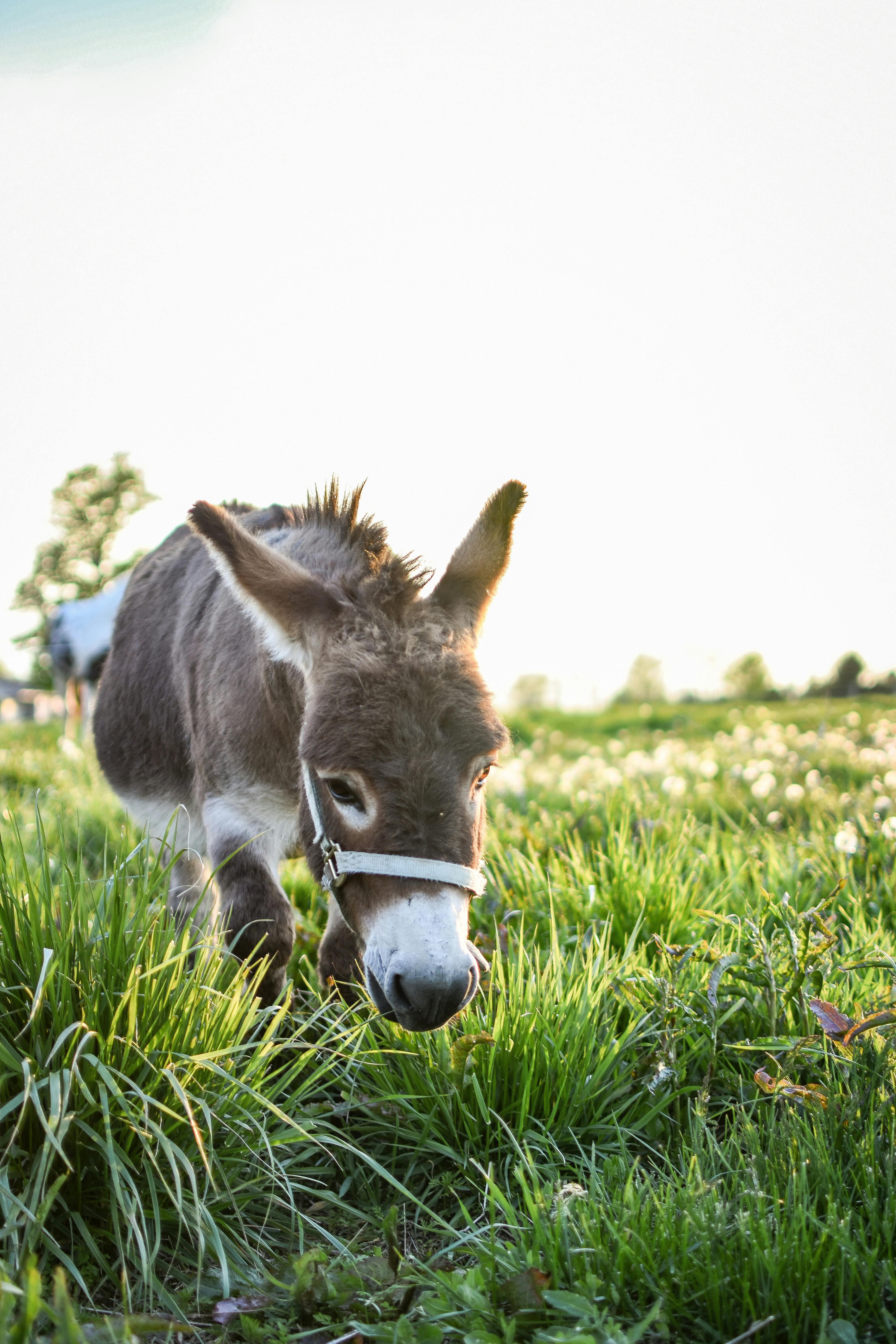 Photo by Julissa Helmuth