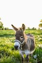 Brown and White Horse on Green Grass Field