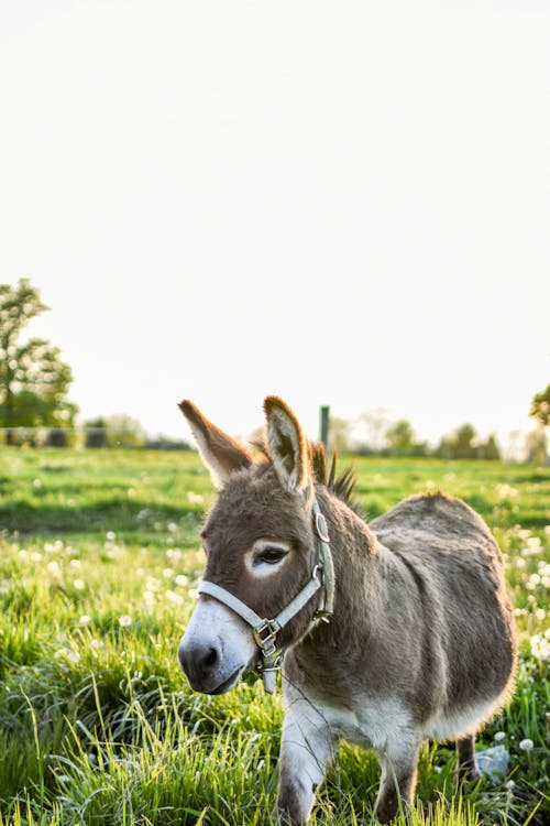 Free A  Donkey on the Grass Field Stock Photo