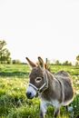 A  Donkey on the Grass Field