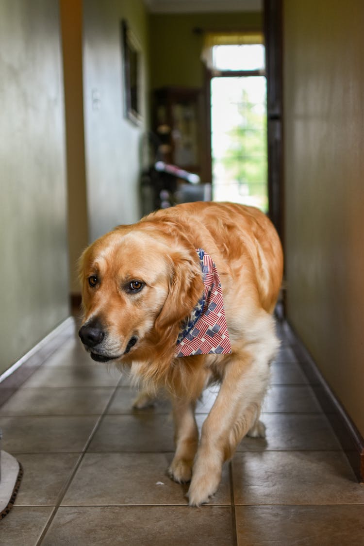 Golden Retriever Walking On The Hallway