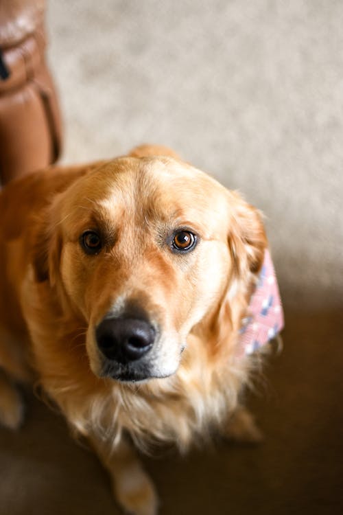 A Cute Golden Retriever Dog