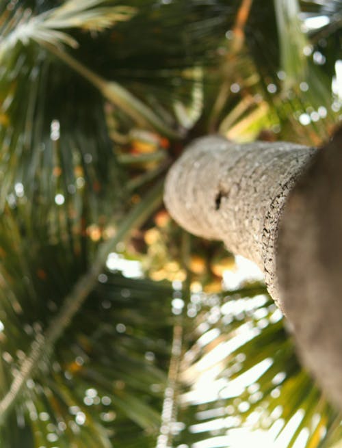 Gratis lagerfoto af dybde, lavvinkelskud, palmetræ Lagerfoto