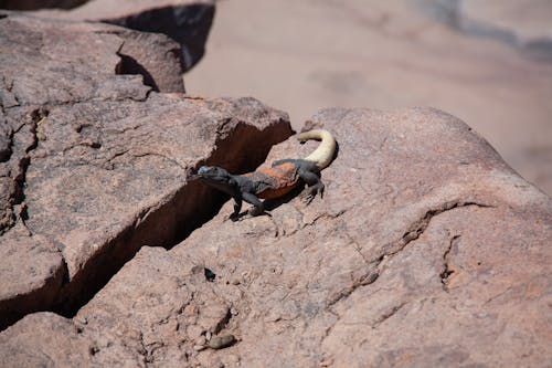 Fotos de stock gratuitas de al aire libre, animal, animal salvaje