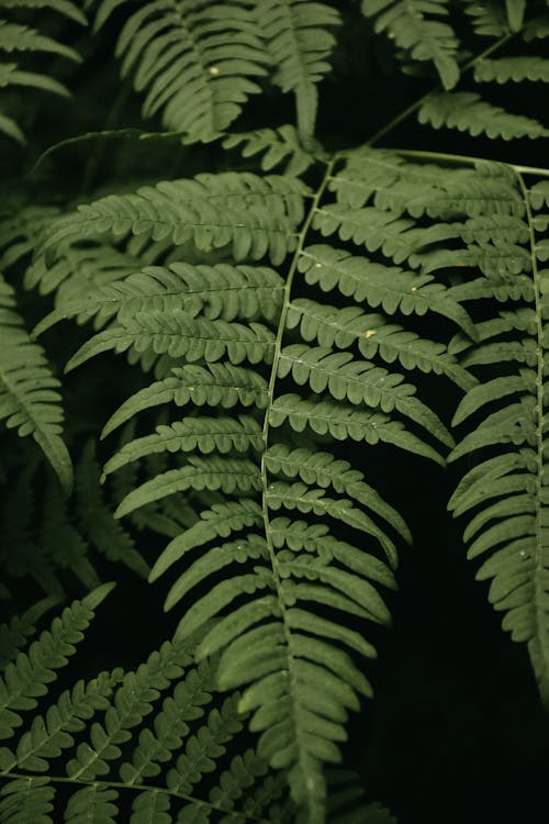 Green Leaves of a Feern Plant